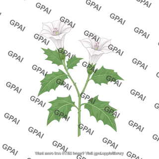 Jimsonweed datura stramonium