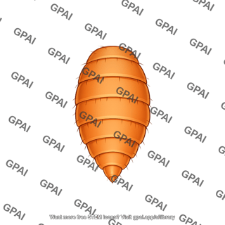 Drosophila suzukii abdomen dorsal female