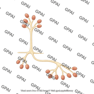 Oomycete sporulation