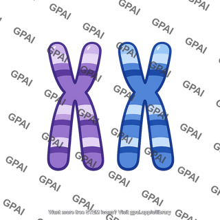 Homologous chromosome pair