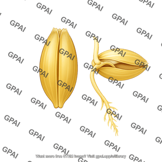 Barley grain