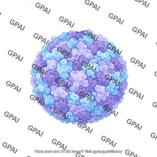 Rhinovirus