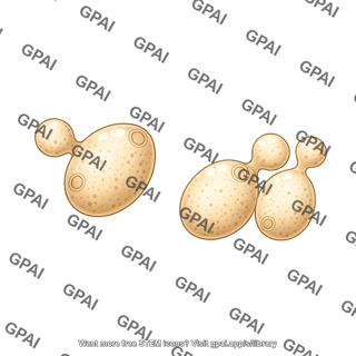 Yeast saccharomyces 4
