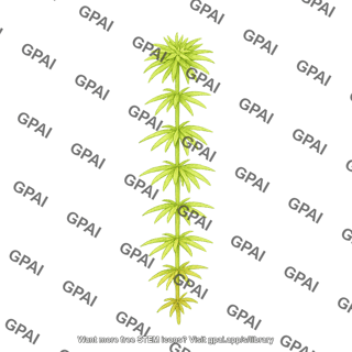 Sphagnum moss