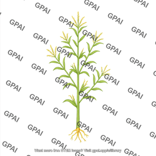 Corn teosinte