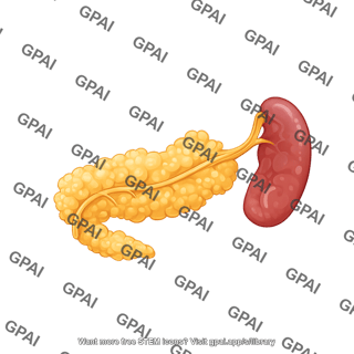 Mouse pancreas with spleen