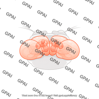 Drosophila brain dorsoposterior on head