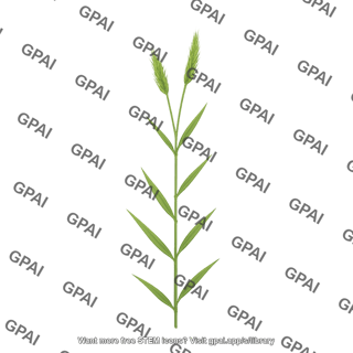 Brachypodium distachyon