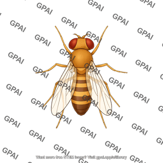 Drosophila dorsal male