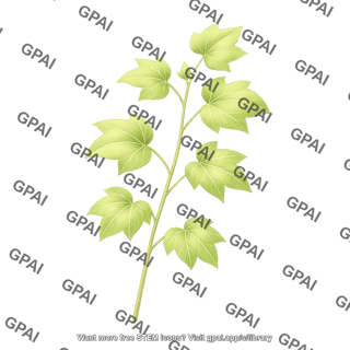 Cotton plant branch development