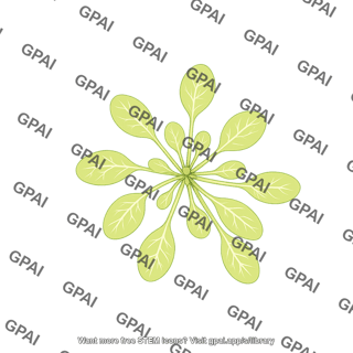 Arabidopsis rosette wildtype 2
