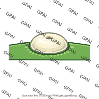 Salt gland leaf surface