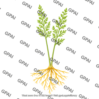 Asparagus young plant with roots