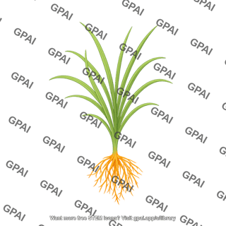 Rice seedling 2 with roots