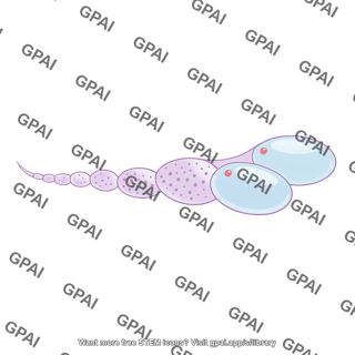 Drosophila ovariole s10 02
