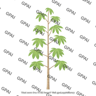 Cassava plant