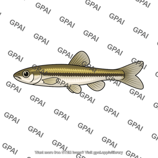 Creek chub juvenile