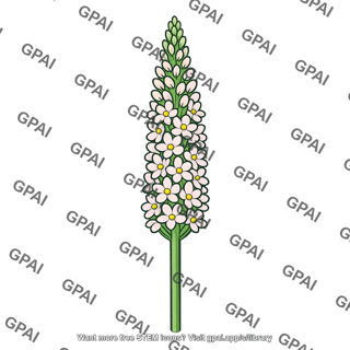 Spike inflorescence