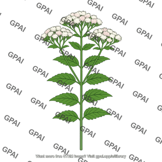 Eupatorium
