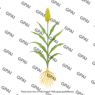 Sorghum stage 7