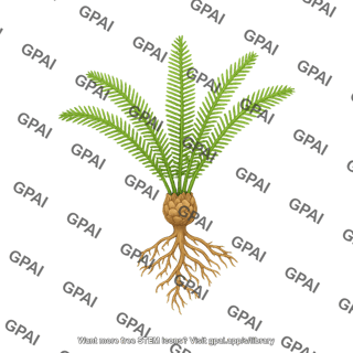 Cycad