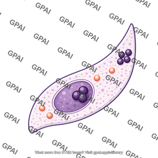 Plasmodium falciparum gamete stage 4