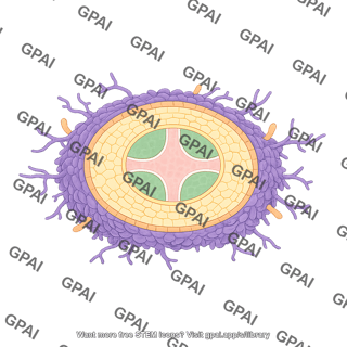 Ectomycorrhiza horizontal root cross section