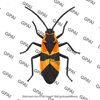 Large milkweed bug