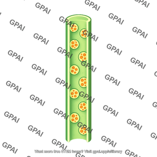 Stem monocot
