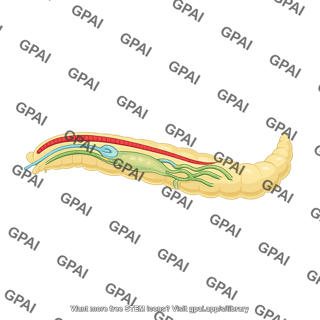 Egyptian cotton leafworm internal organs spodoptera littoralis larva