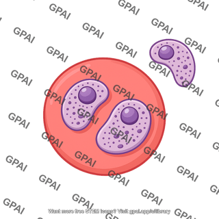 P ovale 2 trophozoites 1