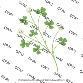 Subterranean clover 1