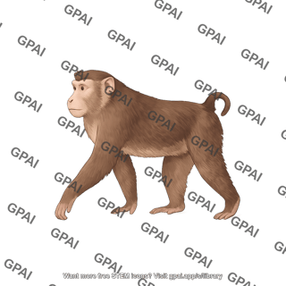 Pig tailed macaque macaca nemestrina male
