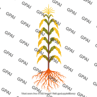 Corn vt with phosphorus deficiency with roots