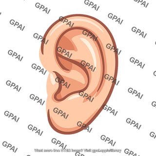 Human ear