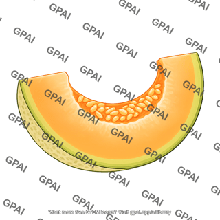 Cantaloupe slice