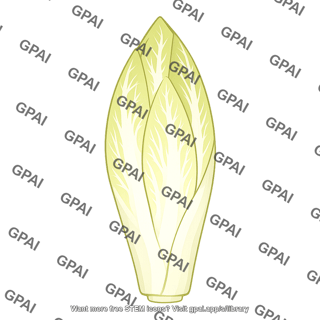 Belgian endive