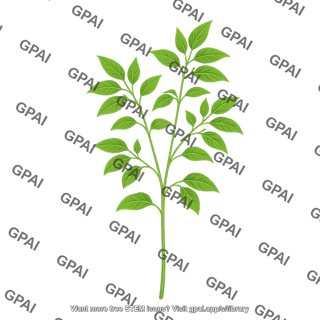 Pepper plant