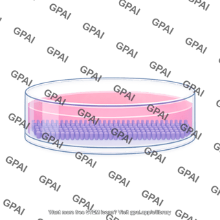 Glass bottom dish lateral large with nanostructure