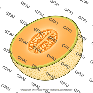 Cantaloupe cut