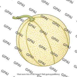 Cantaloupe