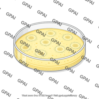 Petri dish plaque assay