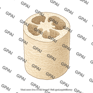 Luffa loofah
