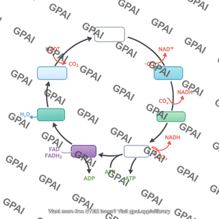 Krebs cycle