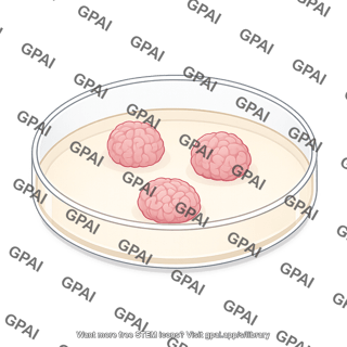 Brain organoids in culture dish 169