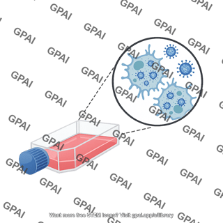 Cell culture flask with sars cov 2 replication in vero cells callout