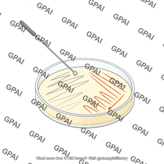 Petri dish streak plate paths editable