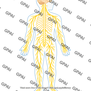 Human nervous system