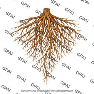Root system
