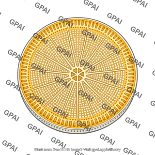Diatom frustule